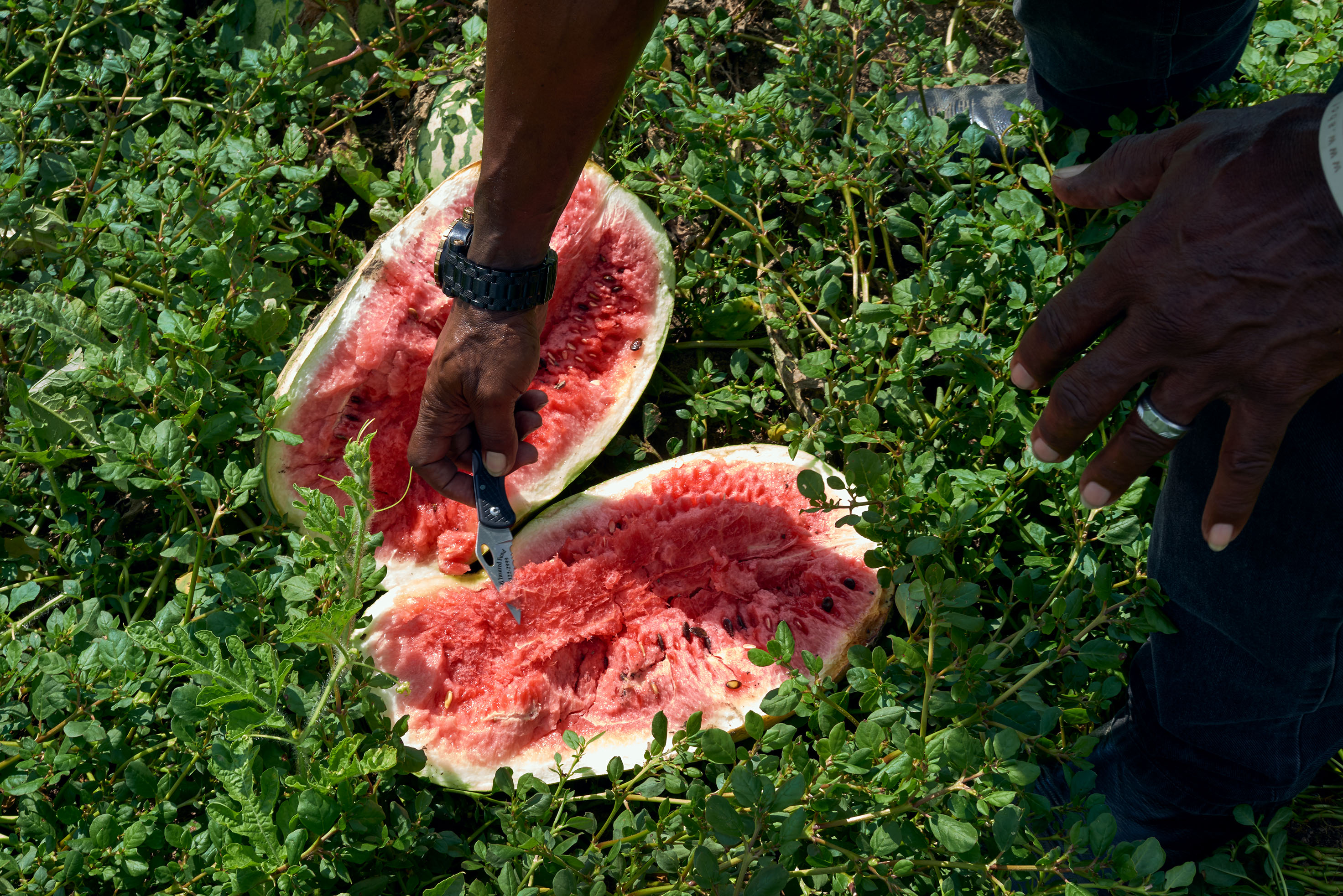 Watermelon cut open by a Black Farmer by Alison Gootee Photography