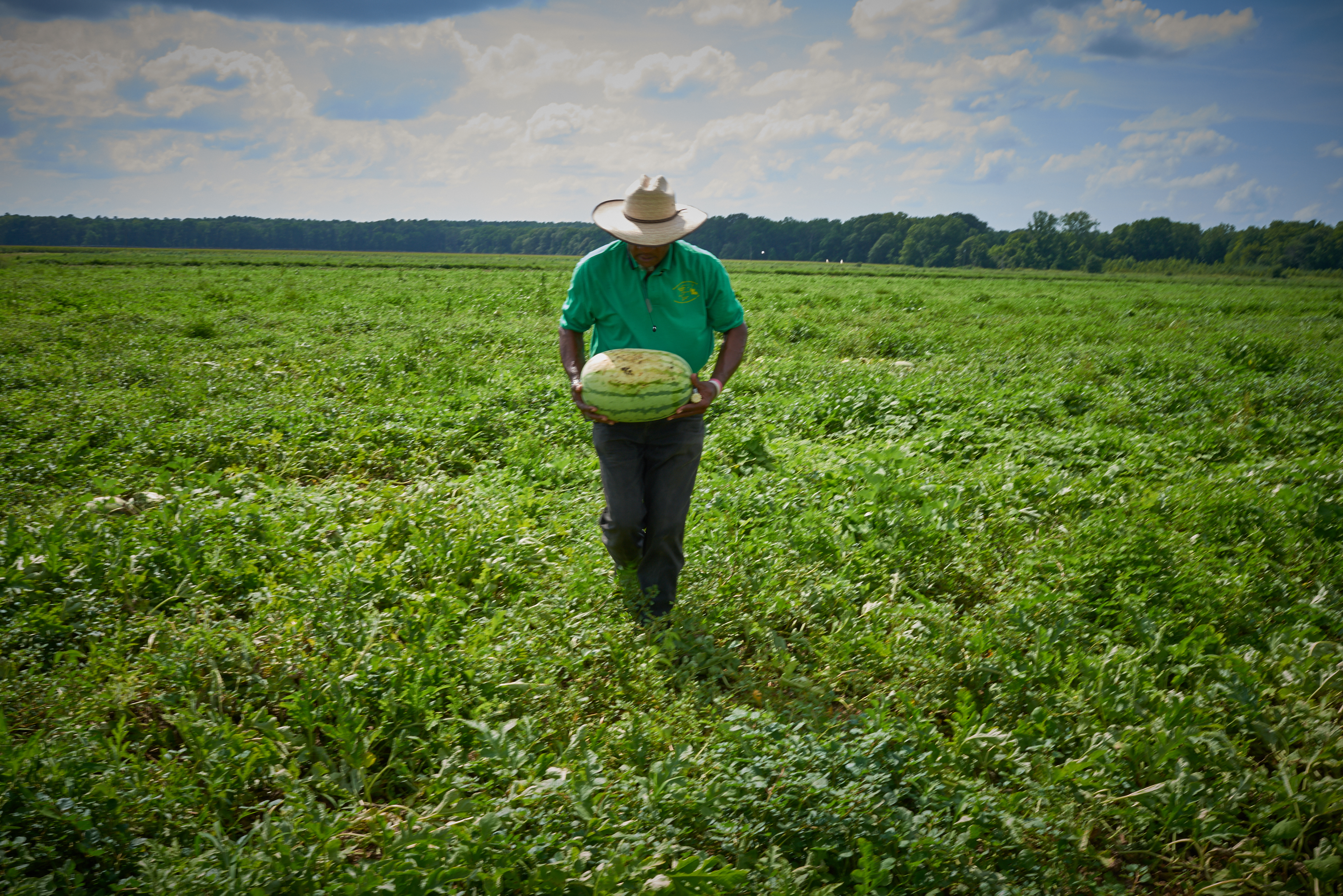 Black Farmer holding fruit in watermelon field by Alison Gootee Photography
