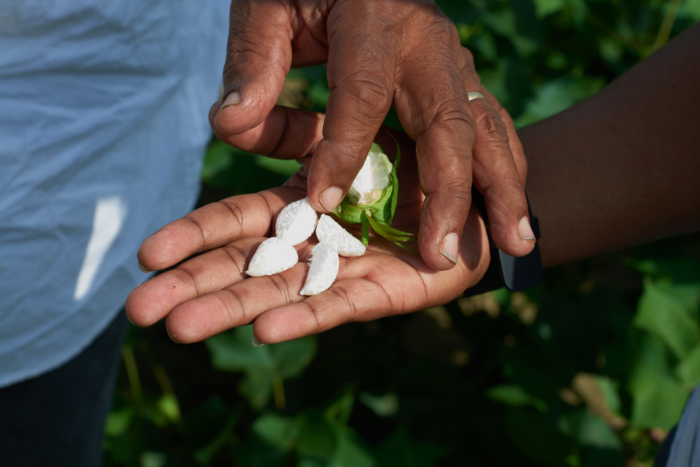 Black Farmers holding cotton seeds by Alison Gootee Photography