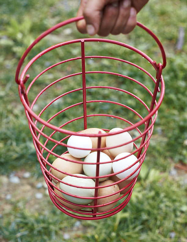 chicken eggs in basket on Black Farm by Alison Gootee Photography