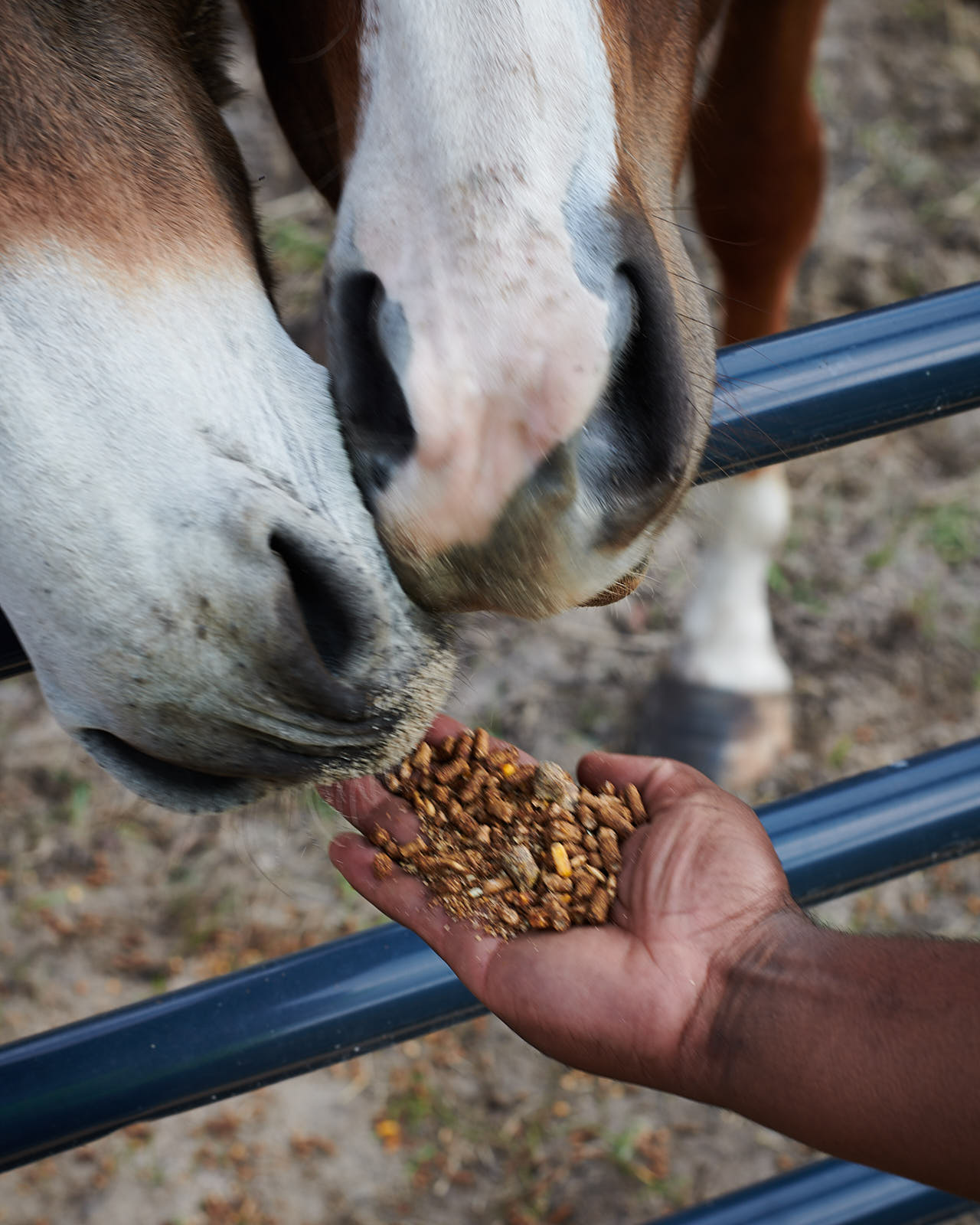Black Farmer feeding a horse by Alison Gootee Photography
