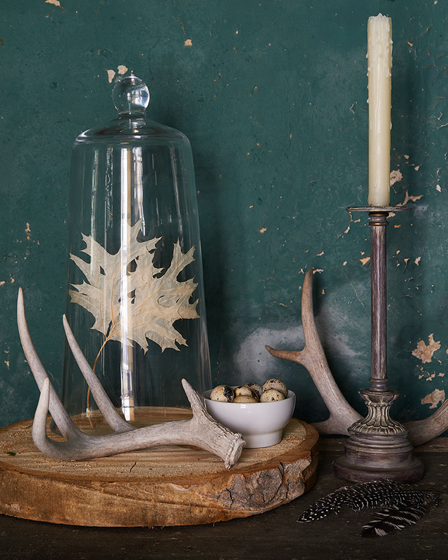 Botanical with elk horns and peeling paint Still-life by Alison Gootee Photography
