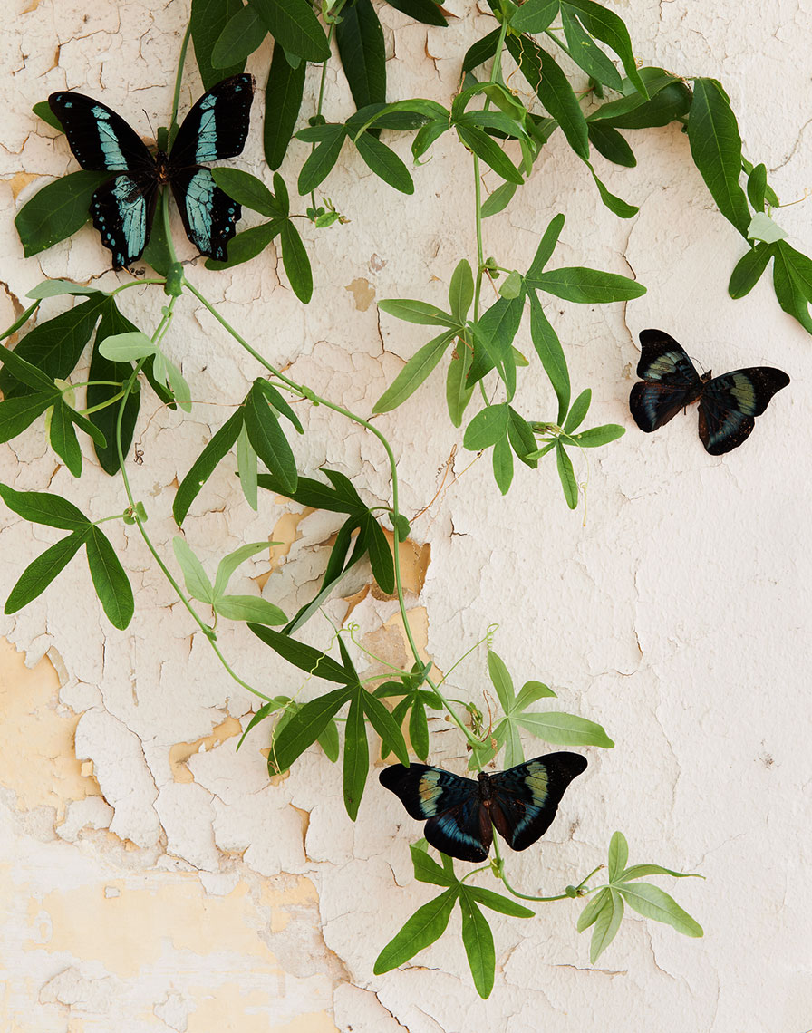 Butterflies on crumbling plaster wall with Clematis vine Still-life by Alison Gootee Photography